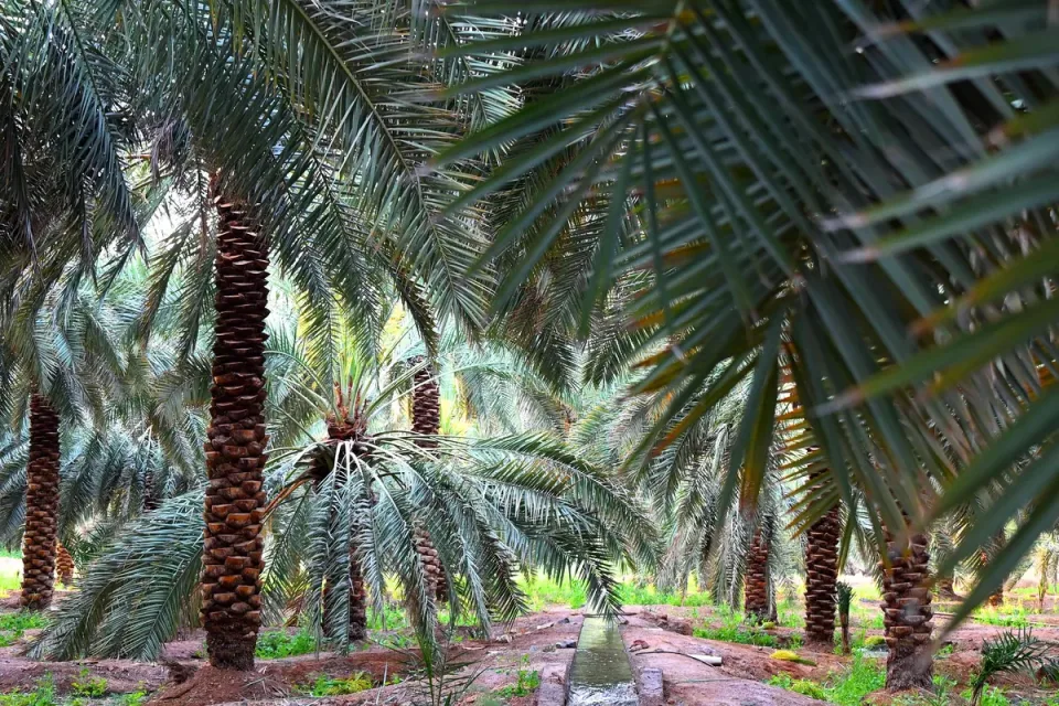Bustan Al-Mustazall