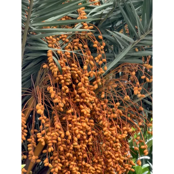 Dates ripening on the palm