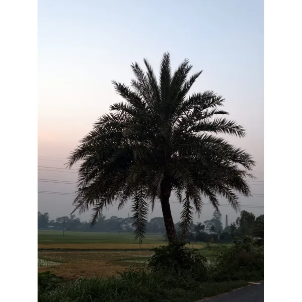 A palm at the edge of the fields