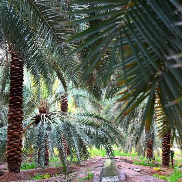 Palm groves in the south of the city